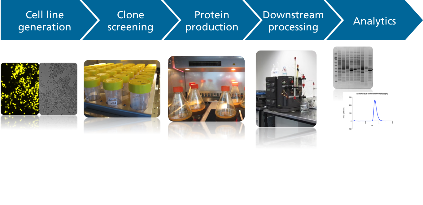 Workflow Produktion rekombinanter Proteine in Säugerzellen