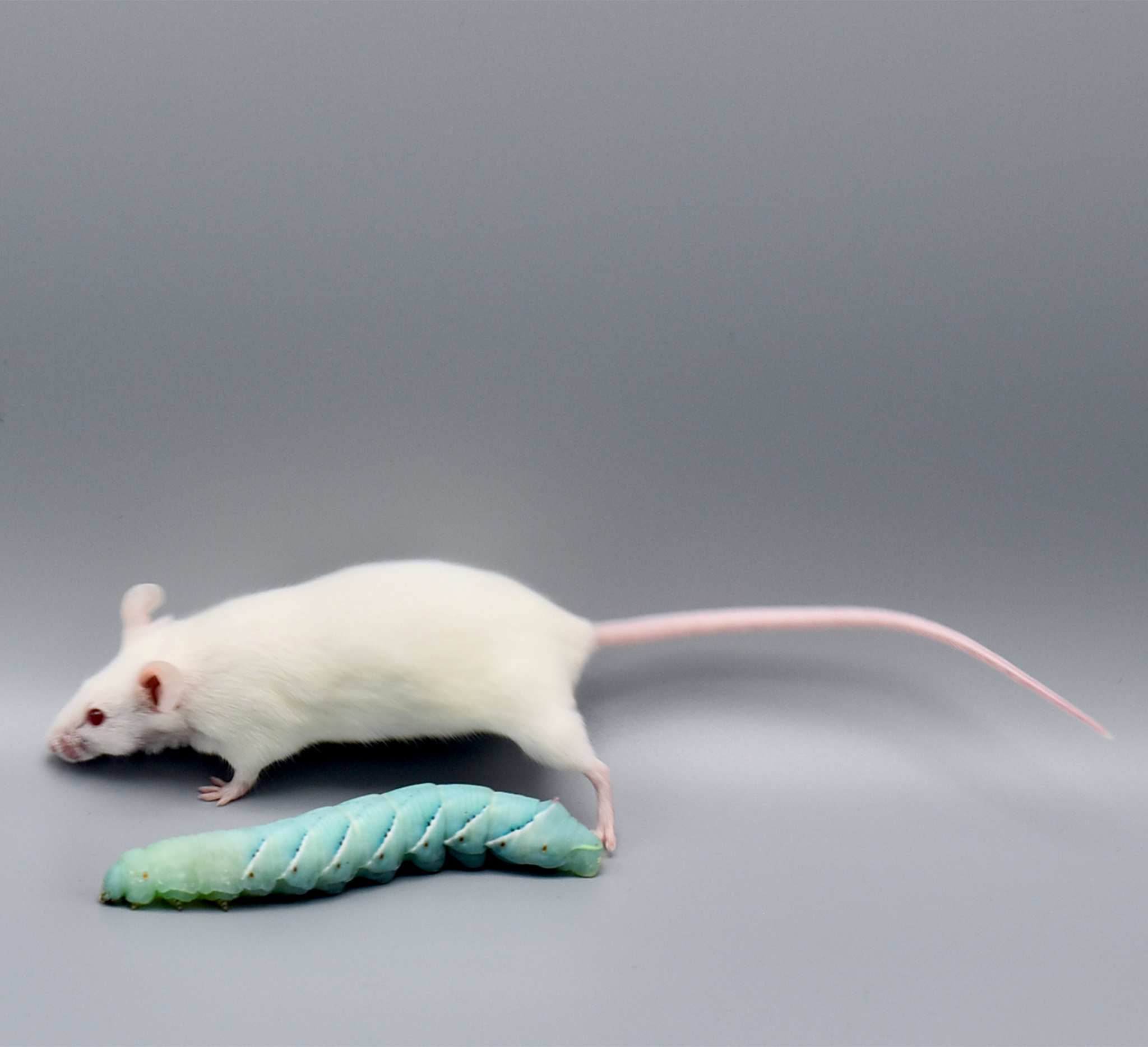 Größenvergleich Maus - Raupe