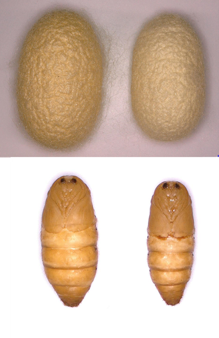 Weibliche (links) und männliche (rechts) Seidenkokons und Puppen.