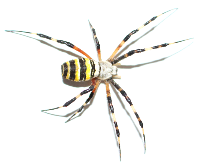 Wespenspinne