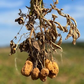 Knollen einer infizierten Kartoffelpflanze