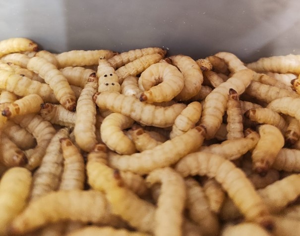 Larvae of the greater wax moth in their final developmental stage.