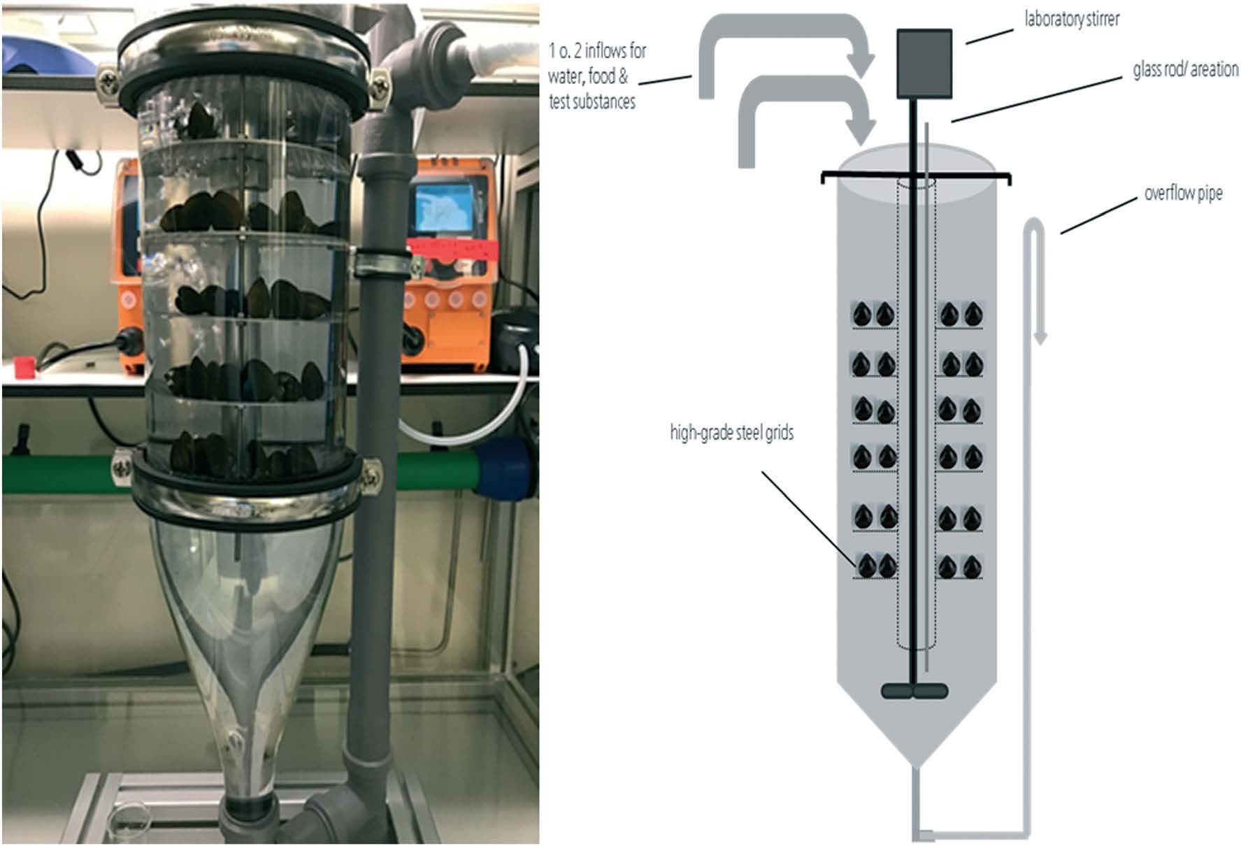 Bivalvia flow-through system containing C. fluminea. Kuehr et al., 2020 (Ref. 1), Environmental Science: Nano.