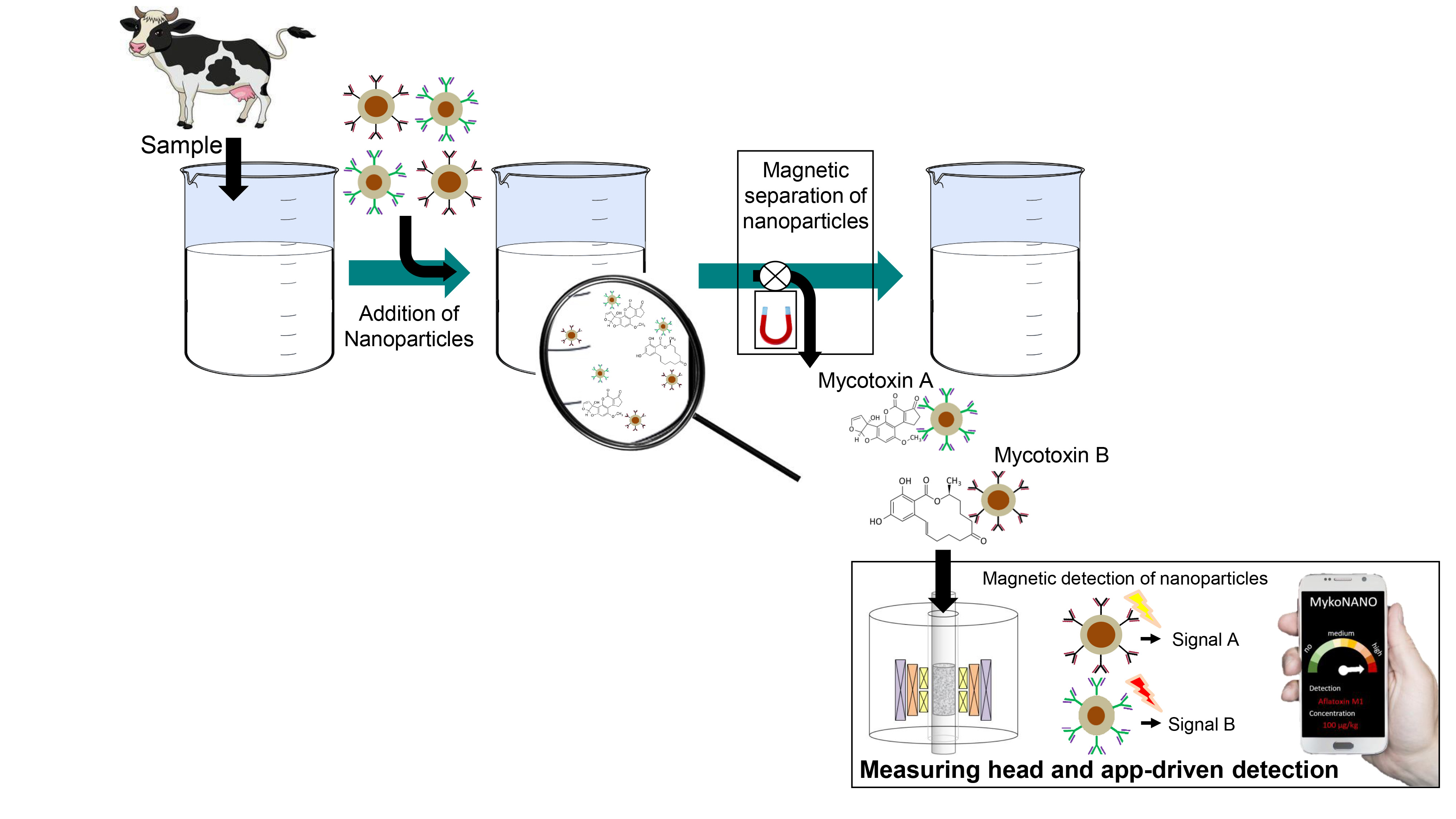 Rapid Detection of Mycotoxins in Agriculture Products Based on Nanoparticles 