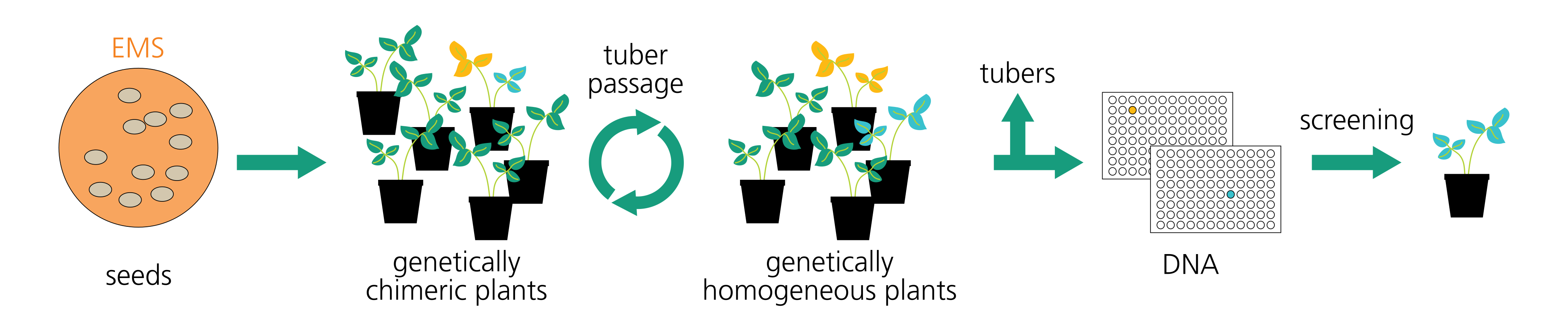 Depiction of tilling process for potato a) EMS mutagensis of seeds b) mutagenized population (chimeric plants) c) tuber passage  d) genetically homogenous population e) sampling, DNA screening