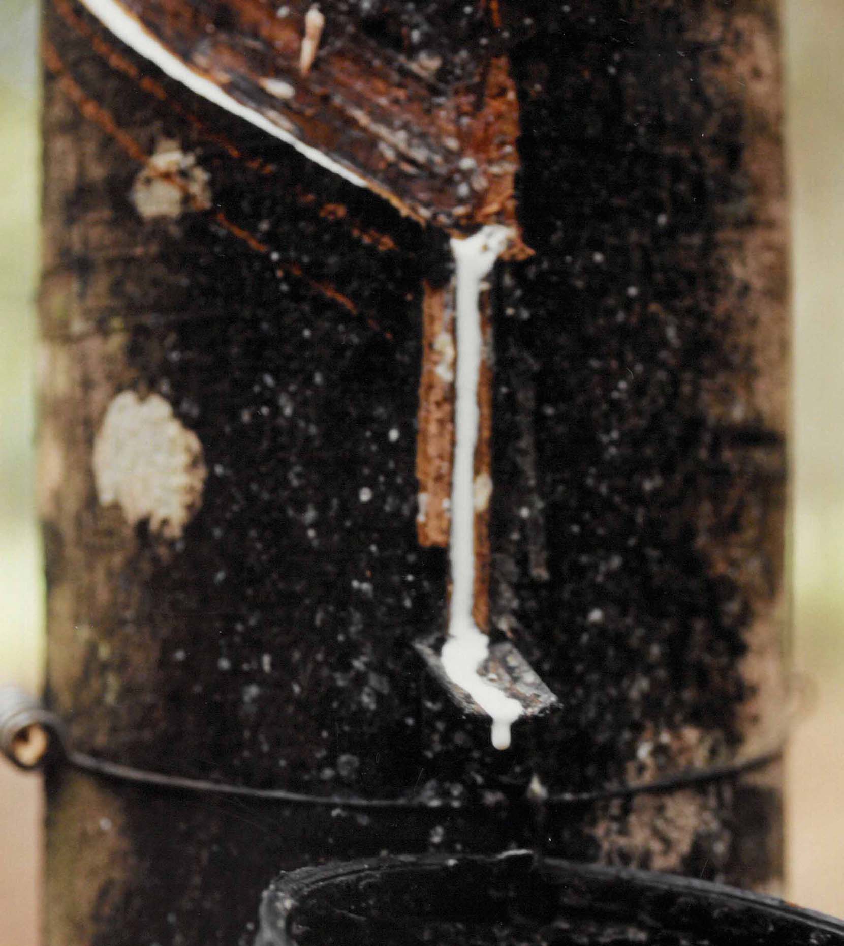 Tapping the rubber tree (Hevea brasiliensis).