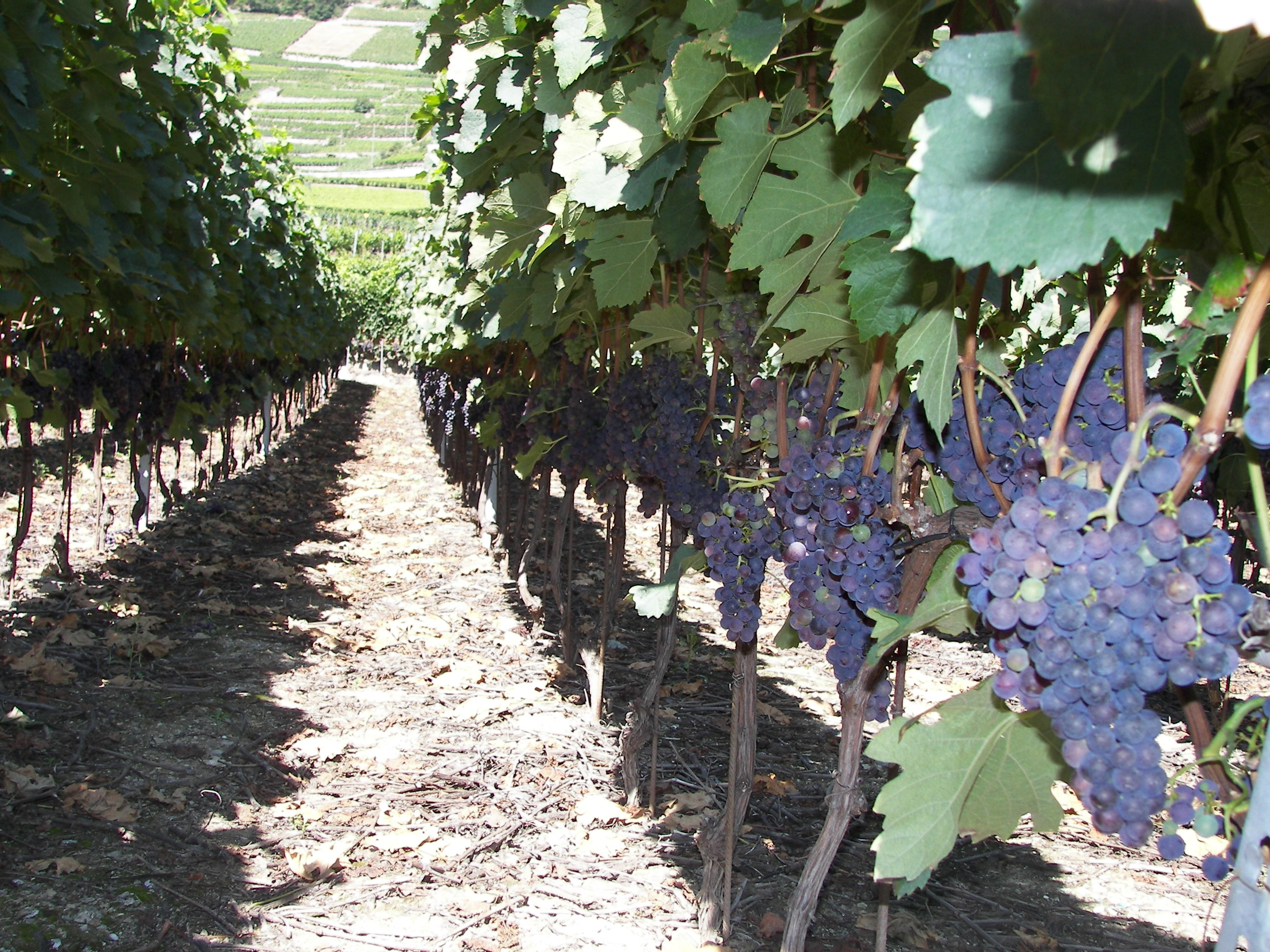 Each vineyard has a characteristic yeast population. A newly developed sensor means it is now possible to establish if the yeasts contained within the wine must are up to the job of producing a top-class wine. (