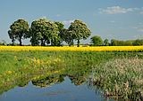 Rapeseed fields are protected from pests by plant protection products. New software from Fraunhofer IME can calculate how high the concentration in the adjacent body of water is. © panthermedia/Katja Beetz