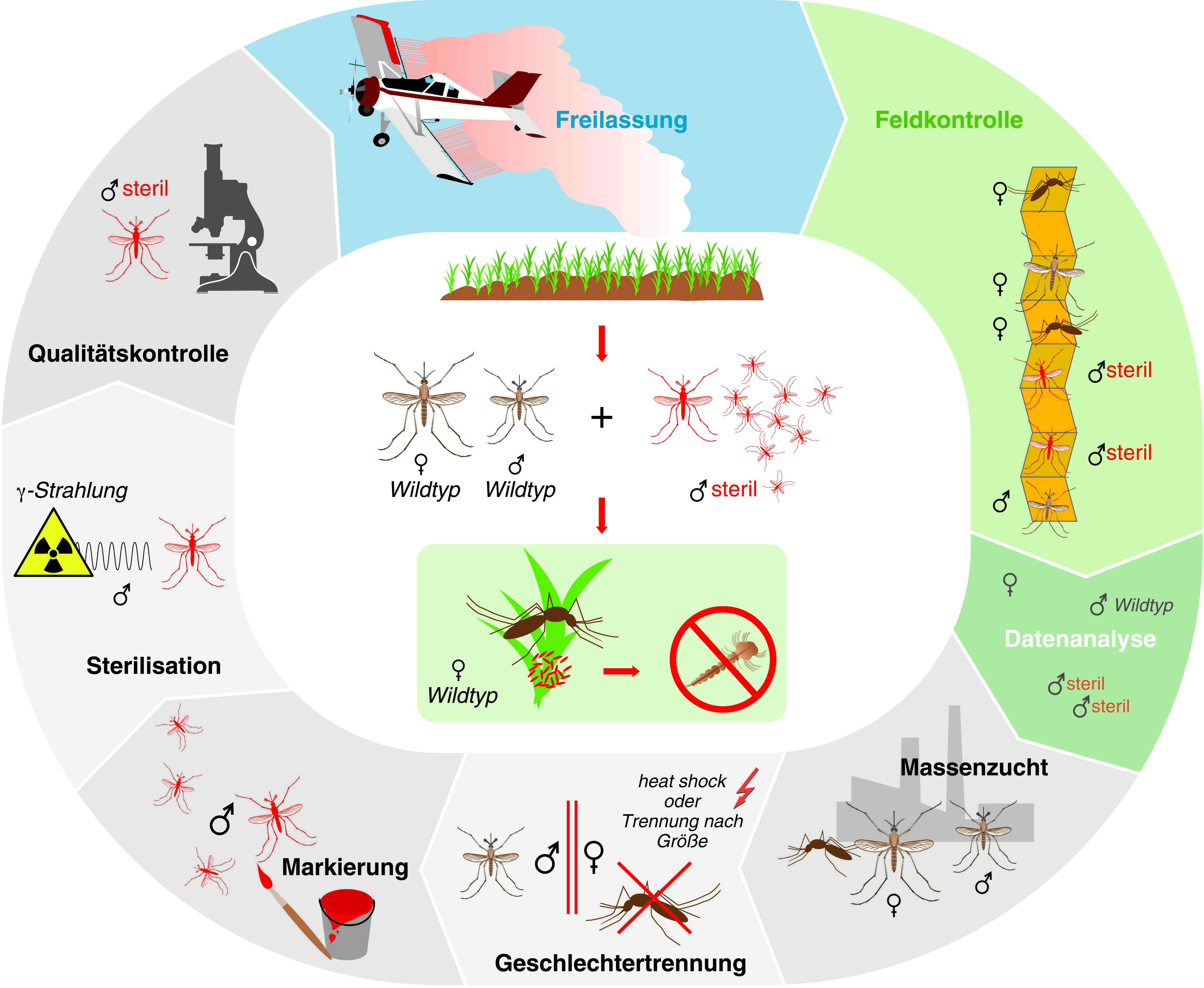 How the sterile insect technique works.