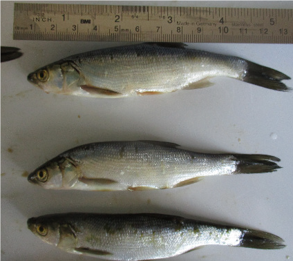 Labor Ruedel Fische